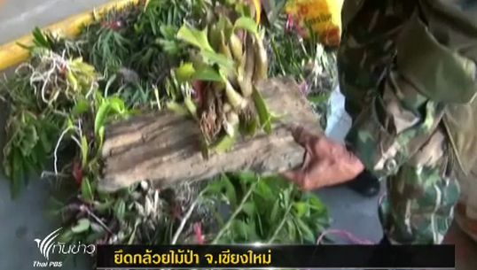 เจ้าหน้าที่ตรวจยึดกล้วยไม้ป่า ที่ถูกลักลอบจำหน่ายในจ.เชียงใหม่