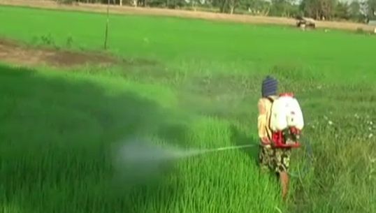 อากาศแปรปรวนส่งผล นาข้าวใน จ.อ่างทอง ประสบปัญหาแมลงศัตรูพืช