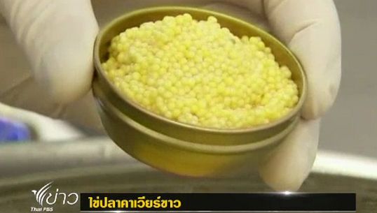ออสเตรียเร่งผลิตไข่ปลาคาร์เวียร์สีขาว ช่วงคริสต์มาสและปีใหม่