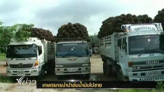 ชาวสวนปาล์ม จ.กระบี่ แห่ขายปาล์มจนจราจรติดขัด หวั่นโควต้าเต็ม