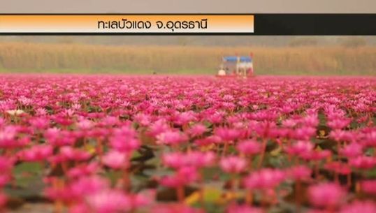 “ทะเลบัวแดง” สถานที่ท่องเที่ยวอีกแห่งใน จ.อุดรธานี
