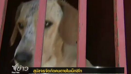 ตร.เม็กซิโก เร่งล่าสุนัขจรจัดรุมกัดคนตาย 5 ศพ
