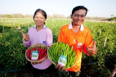 พัฒนาพันธุ์ “พริกหนุ่มเขียวหยกสยาม” สนองตลาดต้องการสูง 