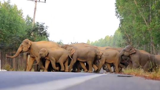 5 จังหวัด ร่วมแก้ปัญหาช้างป่ากัดกินพืชไร่ชาวบ้าน