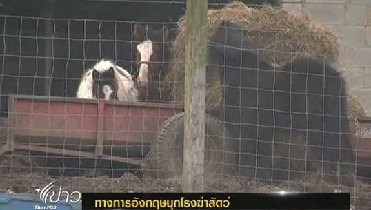 ทางการอังกฤษบุกโรงฆ่าสัตว์