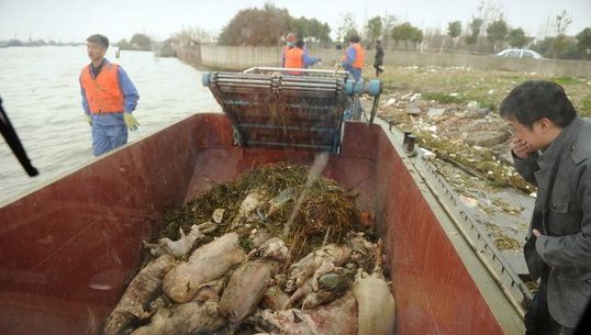 จีนตรวจพบเชื้อ "พีซีวี" ในน้ำที่มีหมูลอยตาย-ยันไม่เป็นอันตรายต่อคน