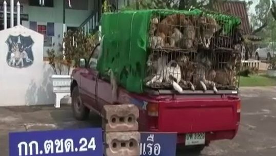 ตชด.บึงกาฬ-นรข.จับกุมขบวนการค้าสุนัขข้ามชาติ