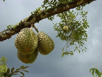  รัฐวอนพ่อค้าคนกลาง-เกษตรกรเห็นแก่ประโยชน์ส่วนรวม ส่งผลไม้อ่อนทำภาพลักษณ์ประเทศเสีย