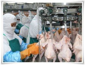 "ผู้ส่งออกไก่" ไทยตีปีกได้ประโยชน์ปรับระเบียบบริหารโควตาสัตว์ปีกของอียู 