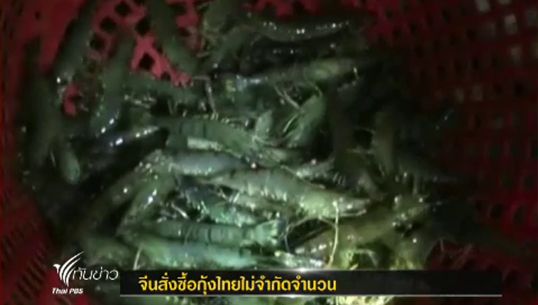 เกษตรกร จ.กระบี่เลี้ยงกุ้งกุลาดำมากขึ้น หลังจีนสั่งซื้อไม่จำกัด
