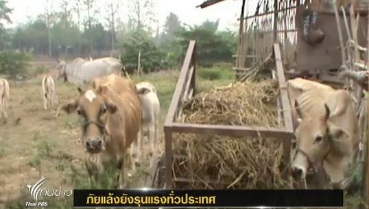 ผู้เลี้ยงโค-กระบือซื้อฟางข้าวใช้เลี้ยงสัตว์ หลังประสบภาวะภัยแล้ง
