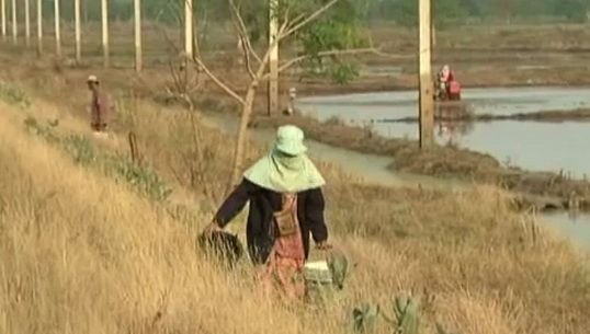 ผู้ปลูกดอกไม้จังหวัดพิจิตร ได้รับผลกระทบจากปัญหาภัยแล้ง 