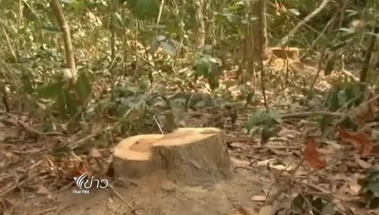 เจ้าหน้าที่ยึดไม้พะยูงกว่า 1,000 ต้นถูกตัดโค่นใน จ.สุรินทร์