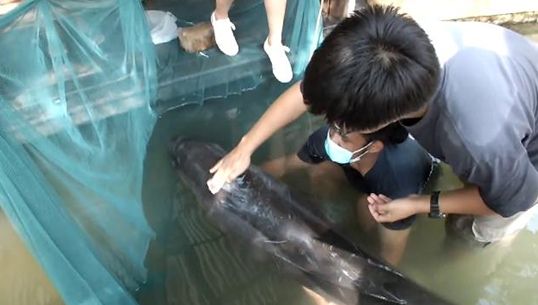 ผู้ว่าฯตราด สั่งหน่วยงานที่เกี่ยวข้องเร่งช่วยเหลือ ลูกวาฬเพชฌฆาต 2 ตัว