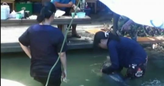 สัตวแพทย์ จุฬาฯ เร่งช่วยเหลือลูกวาฬที่รับบาดเจ็บ ในจ.ตราด