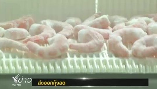 โรคตายด่วนในกุ้ง กระทบราคากุ้งลดลงกว่าร้อยละ 40 ส่งผลกุ้งราคาแพง