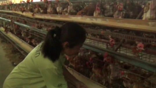 เกษตรกรผู้เลี้ยงไก่พอใจมติ "เอ้กบอร์ด" ตรึง "ราคาไข่" ที่ 3.30 บาท