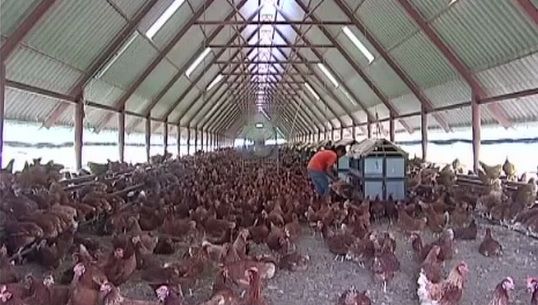 "ก.พาณิชย์"เตรียมหามาตรการดูแลการนำเข้าพ่อแม่พันธุ์ไก่ 