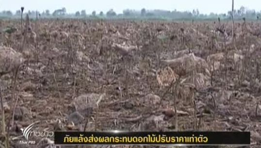 ภัยแล้งส่งผลราคา "ดอกบัว" พุ่งและขาดตลาด เทศกาลวันวิสาขบูชา