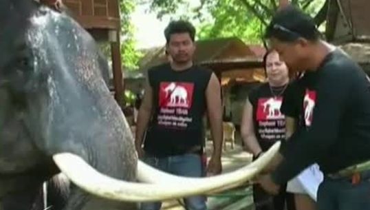 เจ้าของวังช้างอยุธยา ทำพิธีตัดงาช้างที่ทำร้ายนักท่องเที่ยวเสียชีวิต