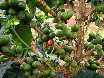 เกษตรฯต่อยอด “ยุทธศาสตร์กาแฟ” เพิ่มศักยภาพแข่งขันการค้ารับอาเซียน