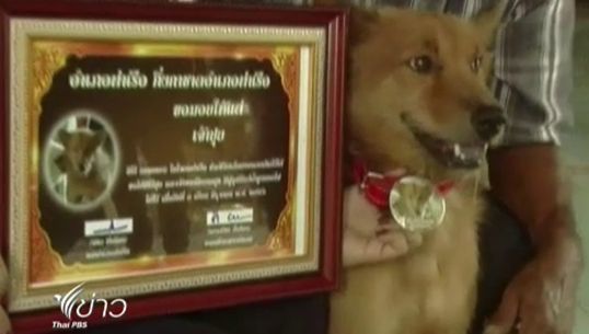  "เจ้าปุย" สุนัขแสนรู้ช่วยชีวิตทารก ได้รับมอบโล่ห์-เหรียญห้อยคอ