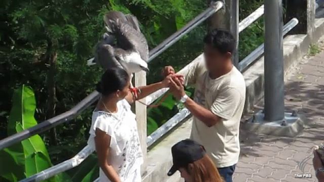 ฝ่าฝืนนำนกอินทรี มาถ่ายรูปกับนักท่องเที่ยวใน จ.ภูเก็ต