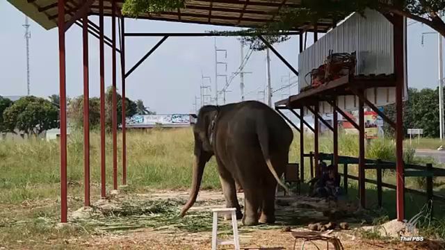 "ชุดพญาเสือ" เตรียมบุกยึดช้างสวมทะเบียนที่วังช้างอยุธยา