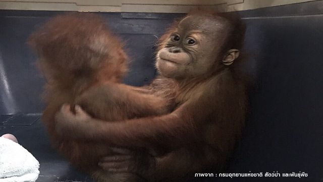 ยึดลูกลิงอุรังอุตัง 2 ตัวลอบขนจากอินโดฯ ขายผ่านอีเมล์ 7 แสนบาท