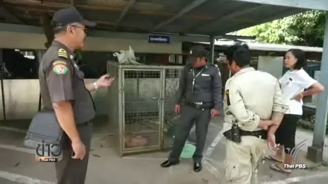 "พิษสุนัขบ้า" ระบาดเขตเทศบาลแม่สอด เร่งฉีดวัคซีนป้องกัน