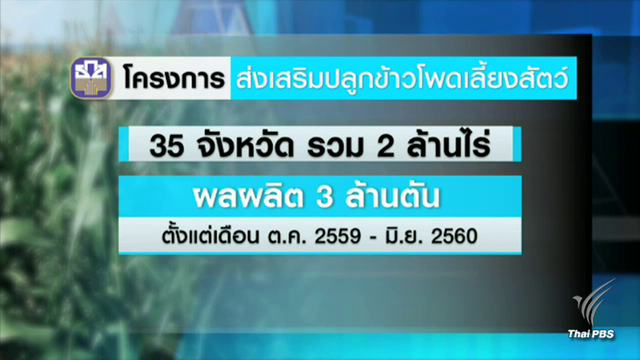 สภาเกษตรโคราช ติงปลูกข้าวโพด 2 ล้านไร่ส่อล้มเหลว 