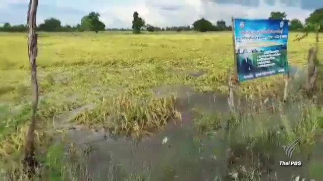 ฝนตกต่อเนื่องทำน้ำหลากท่วมนาข้าวโคราช