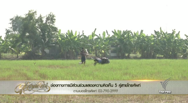 แสงจากพ่อสู่ความยั่งยืน : เจาะลึกปัญหาชาวนา ต้นทุนที่แท้จริง 