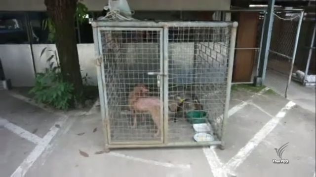 ระดมจับสุนัขจรจัดใน รพ.แม่สอด หลังพบเชื้อพิษสุนัขบ้าระบาด