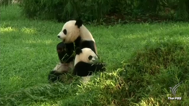 “เป้ย เป้ย” แพนด้ายักษ์ลำไส้อุดตัน 
