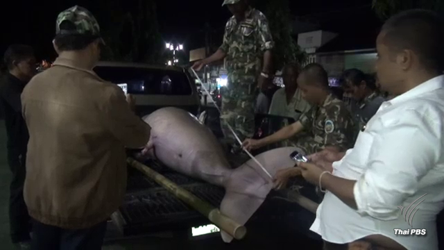 ชาวบ้านเกาะลิบงกังขา "เขี้ยวพะยูน" หาย  