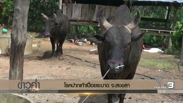 โรคปากเท้าเปื่อยระบาด จ.สงขลา
