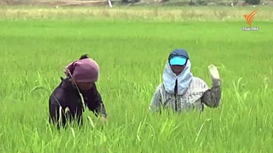  เกษตรกรเสนอแก้คำนิยามในร่าง พ.ร.บ.เกษตรพันธสัญญา