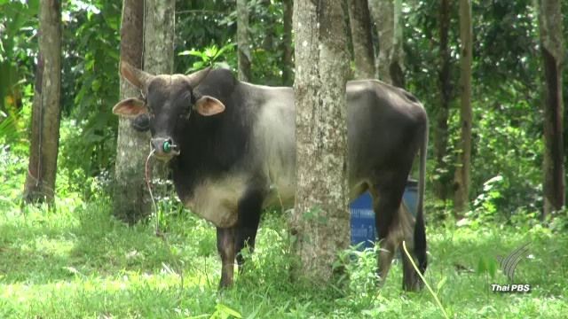 ปศุสัตว์สงขลา เร่งฉีดวัคซีน "ปาก เท้า เปื่อย" หลังพบโคป่วยเกือบ 300 ตัว