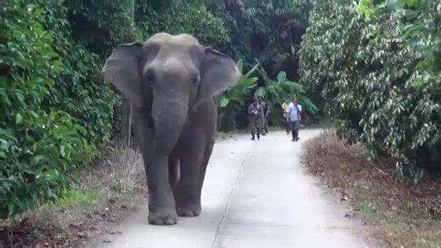 จนท.ผลักดันช้างป่าสีดอแก้วขึ้นเขาหลังกลับมาหากินที่จันทบุรี 