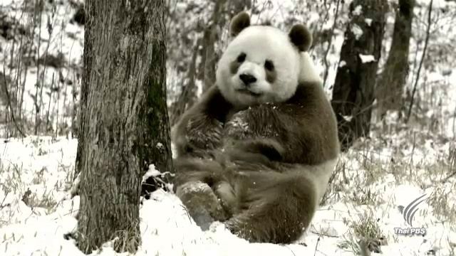 “ซีไจ” แพนด้าสีน้ำตาลกับอากาศที่หนาวเหน็บ 