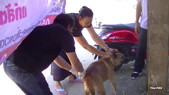 แห่พาน้องหมา-แมว ฉีดวัคซีนป้องกันโรคพิษสุนัขบ้า 