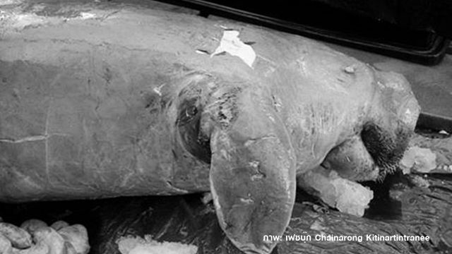 สลด "พะยูนตัวสุดท้าย" ในอ่าวไทยฝั่งตะวันออกตายแล้ว