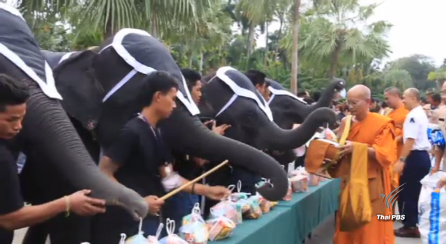 ช้างร่วมทำบุญตักบาตรถวายเป็นพระราชกุศล
