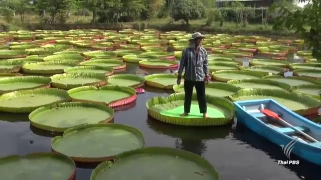 เที่ยวชม "บัวกระด้งยักษ์" แหล่งเรียนรู้เชิงเกษตรที่พิษณุโลก 