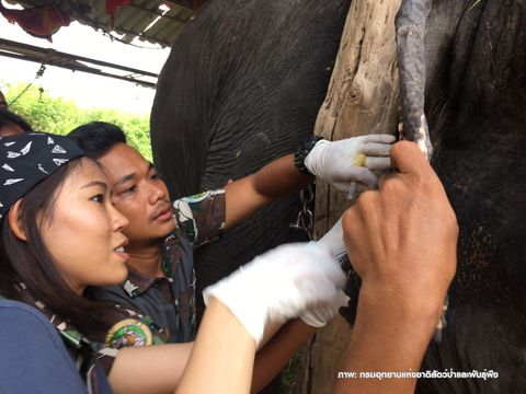 เตือนปางช้าง ให้ความร่วมมือตรวจ"ดีเอ็นเอ"ช้างตามคำสั่งคสช.