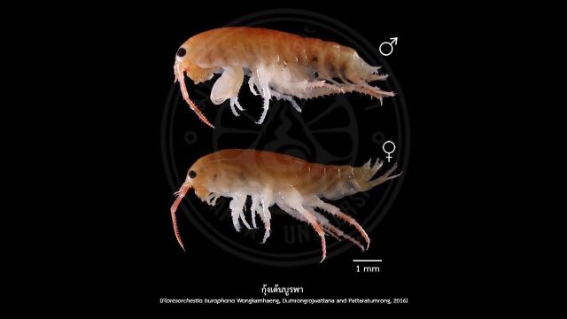 ค้นพบ "กุ้งเต้นบูรพา" ชนิดใหม่ของโลก