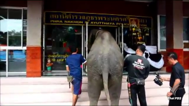 พา “ช้าง” แจ้งความเอาผิดกรมอุทยานฟ้องค่าเสียหาย 111 ล้านบาท 