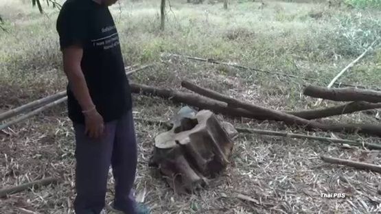 ผกก.สภ.แกดำ ยันจำเป็นต้องดำเนินคดี 2 ชายชราตัดไม้พะยูงในที่นา