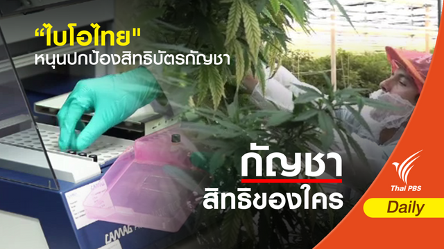 "ไบโอไทย" หนุนปกป้องสิทธิบัตรกัญชา